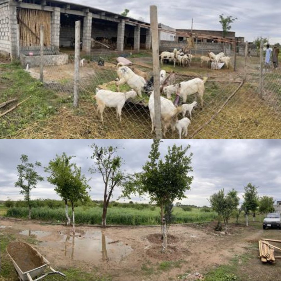 Alvi Farms in Dhalla at Adyala Road Rawalpindi Pakistan the Best Only Organic Farms In the Town With Extremely Supreme Organic Services. Best Goats for Eid l Adha